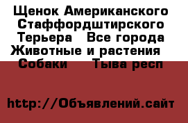 Щенок Американского Стаффордштирского Терьера - Все города Животные и растения » Собаки   . Тыва респ.